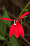 Cardinal flower